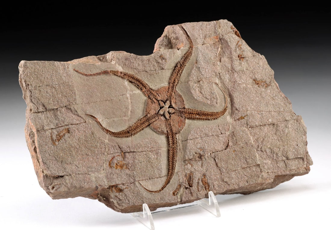 Fossilized Prehistoric Brittle Starfish in Stone Matrix (1 of 3)