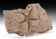 Fossilized Prehistoric Brittle Starfish in Stone Matrix
