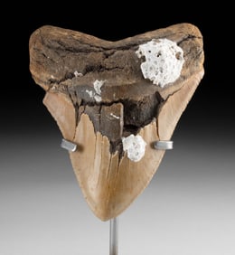 Fossilized Megalodon Tooth w/ Sea Encrustations