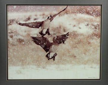 Thomas Mangelsen Photo "Canada Geese and Snow" (1979)