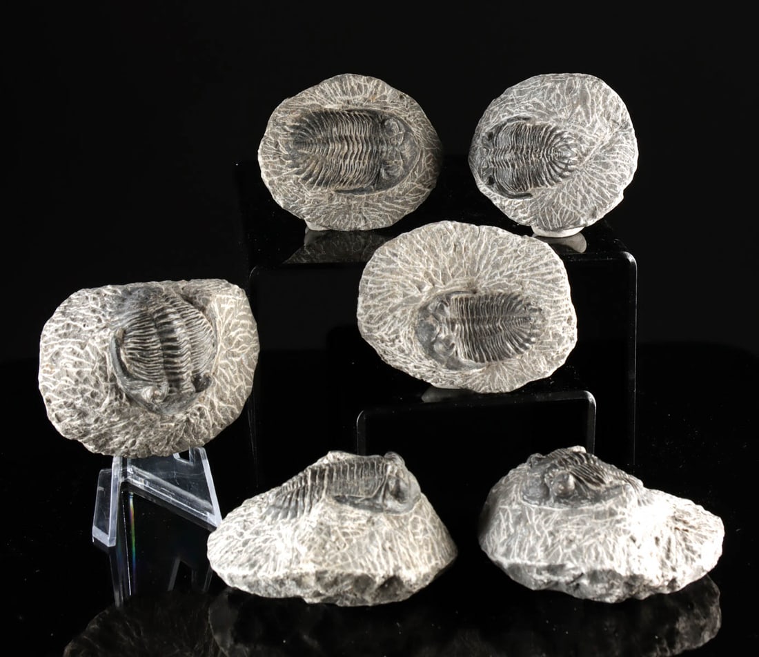 6 Moroccan Hollardops Trilobite Fossils in Matrices: North Africa, Morocco, Devonian period, ca. 419.2 to 358.9 million years ago. A collection of 6 fossilized trilobites in the Hollardops genus, prepared with the fossil slightly raised above the rest o