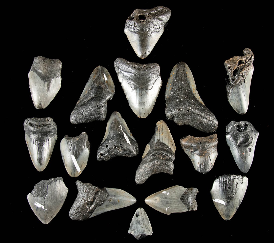 Fossilized Megalodon Shark Teeth (17 pcs): Ancient Seas, Middle Miocene to end of Pliocene eras, ca. 23 to 2.6 million years ago. This collection features 17 fragmentary and partial megalodon teeth!Fragmentary teeth are a fascinating addition 