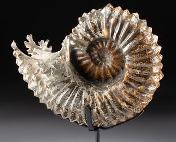 Prehistoric Madagascar Ammonite Fossil, Douvilleiceras