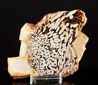 Australian Petrified / Fossilized Peanut Wood Slab