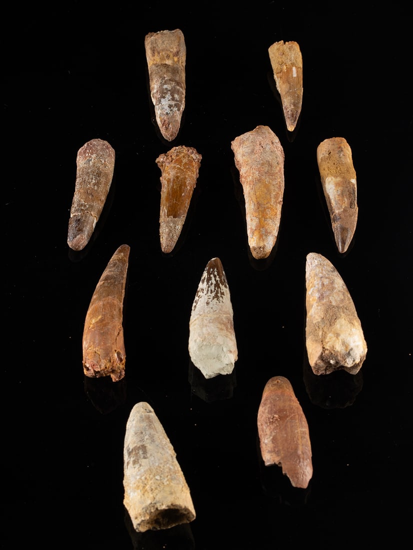 11 Fossilized Spinosaurus Dinosaur Teeth: North Africa, early Cretaceous (Lower Albian to Lower Cenomanian), ca. 112 to 97 million years ago. A collection of 11 teeth from Spinosaurus, one of the largest species of carnivorous dinosaur. Each 
