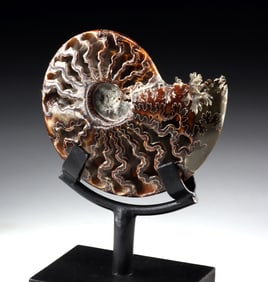 Polished & Open Chambered Ammonite Fossil