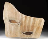 Green River Eocene Fossil Matrix - Fish & Palm Fronds