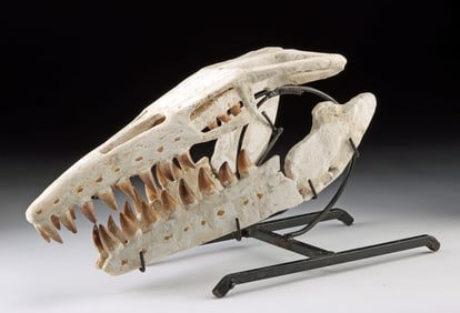 Prehistoric Juvenile Mosasaur Fossilized Skull