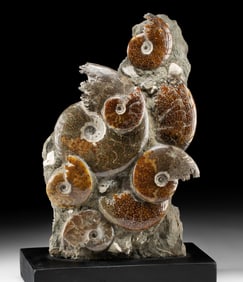Polished Ammonite Fossil Cluster in Upright Matrix