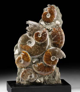Polished Ammonite Fossil Cluster in Upright Matrix: South East Africa, Madagascar, Jurassic to Cretaceous period, ca. 200 to 66 million years ago. This striking upright display showcases a natural stone matrix embedded with eight partial and full ammon