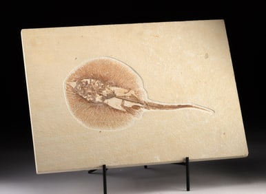 Rare Freshwater Stingray Fossil in Matrix, Asterotrygon