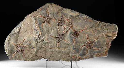 Rare Prehistoric Starfish Fossils in Large Stone Matrix