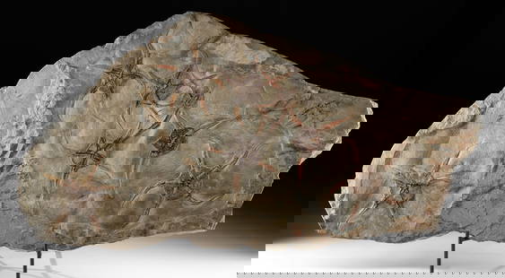 Rare Prehistoric Starfish Fossils in Large Stone Matrix: North Africa, Morocco, Ordovician, ca. 488 to 443 million years ago. This large sandstone matrix features seven fossilized prehistoric brittle starfish from the genus Ophiura, which is still present t