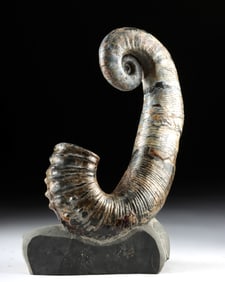 Rare Heteromorph Ammonite Fossil from Russia