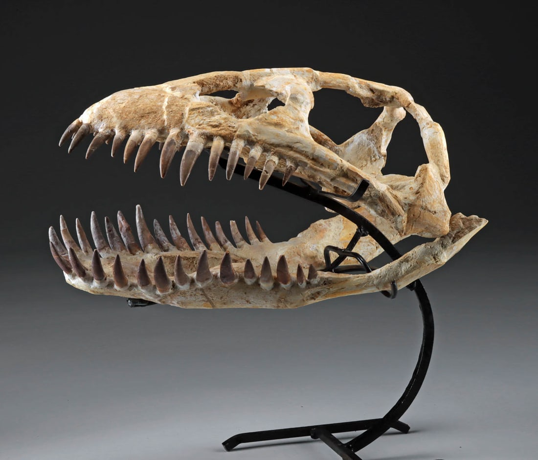 Museum-Quality Plesiosaur Skull: Zarafasaura Oceanis: North Africa, Morocco, Khouribga province, Ouad Zem, Oulad Abdoun Basin, Upper Cretaceous, ca. 70 to 66 million years ago. An exceptional and rare fossil specimen: the upper skull and lower jaw of Zar