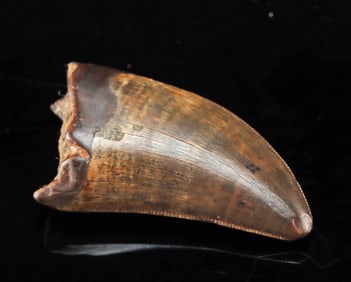 Rare Fossilized Tyrannosaurus Rex Tooth with Serrations