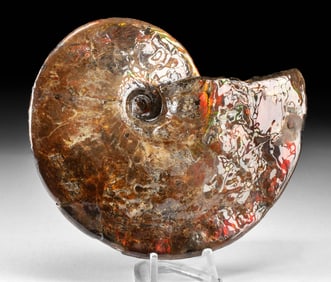 Rare Ammonite Fossil w/ Fiery Iridescent Ammolite
