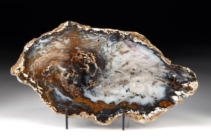 Polished Nevada Miocene Petrified /Fossilized Wood Slab