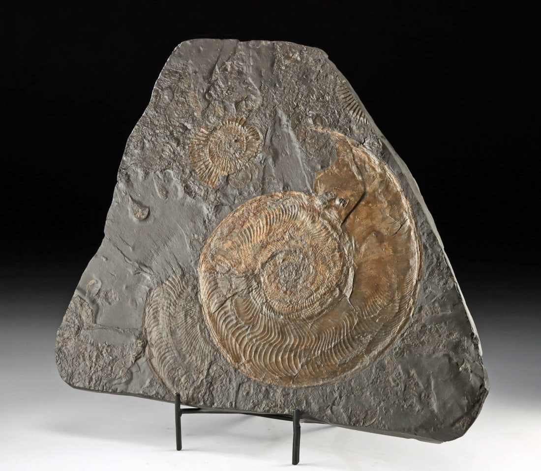 Rare Jurassic Ammonite Fossil Matrix from Holzmaden Fm (1 of 3)