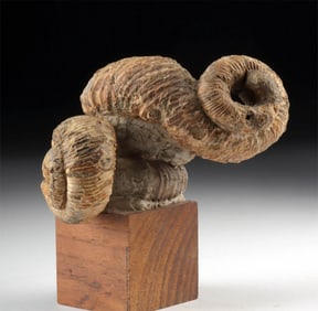 Late Cretaceous Fossil Ammonites with Heteromorph Coiling