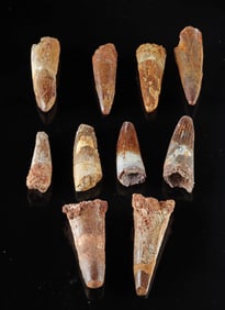 10 Fossilized Spinosaurus Dinosaur Teeth