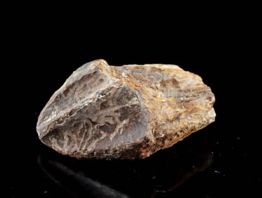 Triceratops Dinosaur Tooth w/ Crown and Root – Lance Formation, Wyoming