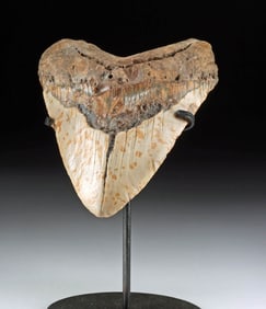 Massive Fossilized Megalodon Shark Tooth, 5.9 Inches!