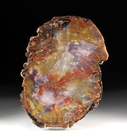 Gorgeous Arizona Triassic Petrified Wood Slab