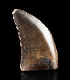Fossilized Nanotyrannus Tyrannosaur Dinosaur Tooth