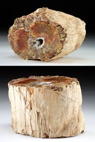 Madagascar Petrified Wood Stump w/ Quartz Crystal Vug!