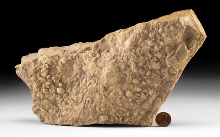 Fossilized Brachiopod Seashells in Chert Stone Matrix