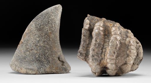 Pleistocene Stegodon Fossilized Tooth & Bone Fragment