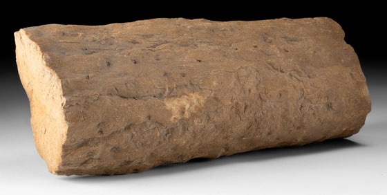 Devonian / Permian Fossilized Stigmaria Root