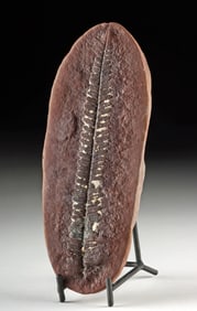 Prehistoric Fern Pecopteris Fossil from Mazon Creek