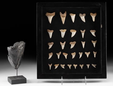 30 Fossilized Shark Teeth + Megalodon Tooth Fragment