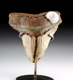 Fossilized Megalodon Tooth Coral Encrustation, 5.2"L