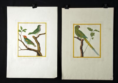 18th C. Francois N Martinet Colored Engraving of Birds