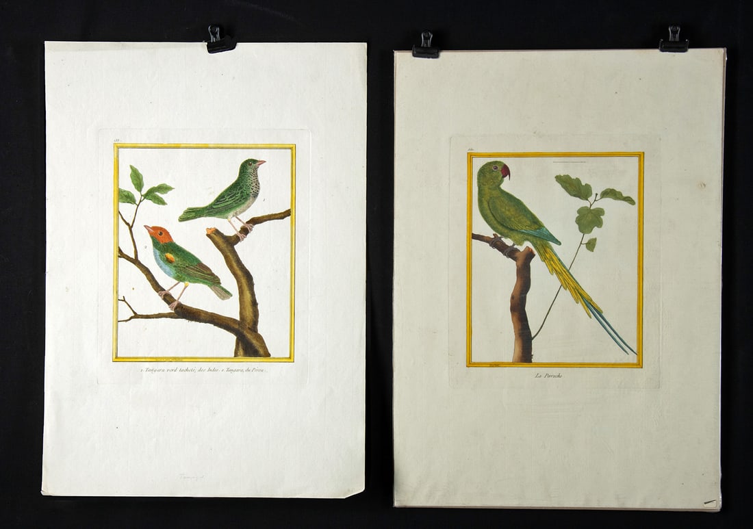 18th C. Francois N Martinet Colored Engraving of Birds (1 of 1)