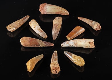 11 Fossilized Spinosaurus Dinosaur Teeth