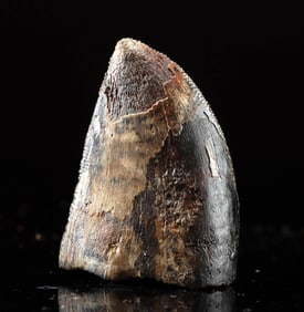 Tyrannosaurus Rex Tooth Fossil