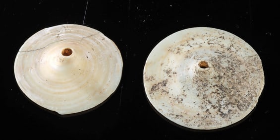 Oceania Cone Shell Disc Pendants / Toea Currency