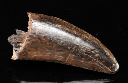 Fossilized Tyrannosaurus Rex Tooth Tip w/ Serrations