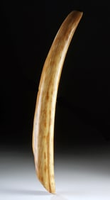 Beautiful Late Pleistocene Alaskan Mammoth Tusk