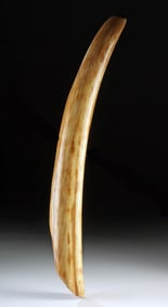 Beautiful Late Pleistocene Alaskan Mammoth Tusk