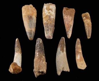 8 Fossilized Spinosaurus Dinosaur Teeth