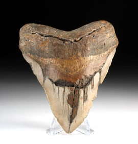 Fossilized Megalodon Shark Tooth, 5.3 Inches!