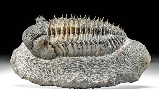 Devonian Trilobite Fossil - Spiny Drotops Armatus: North Africa, Morocco, Alnif, Hamar Laghdad Formation, Devonian Period, ca. 395 to 345 million years ago. A well-preserved fossil of the spiny trilobite Drotops armatus, showcasing the distinctive fea