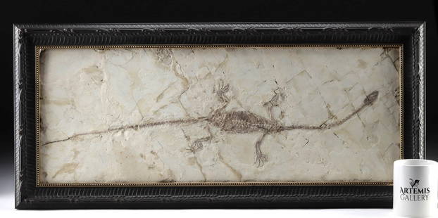 Framed Keichousaurus Fossil - Rare Massive Specimen!: Ancient Seas, China, Guizhou, Mid Triassic period, ca. 247.2 to 237 million years ago. A large Keichousaurus fossilized in a stone matrix and framed for display. This fossil is a shockingly impressive