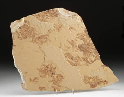 Fossilized Shoal of Knightia Fish in Matrix: North America, Wyoming, Green River Formation, Eocene Period, ca. 53.5 to 48.5 million years ago. A shoal of Knightia fish that fossilized together in what is often called a "life assemblage" because