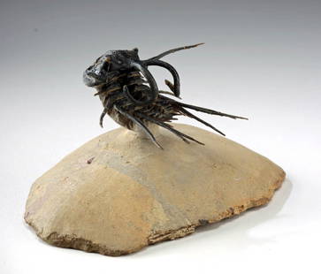 Rare Devonian Spiny Trilobite - Dicranurus monstrosus: Northern Africa / North America, Lower to Middle Devonian era, ca. 400 to 380 million years ago. A striking trilobite fossil of the species Dicranurus monstrosus, renowned for its dramatic armor of sp